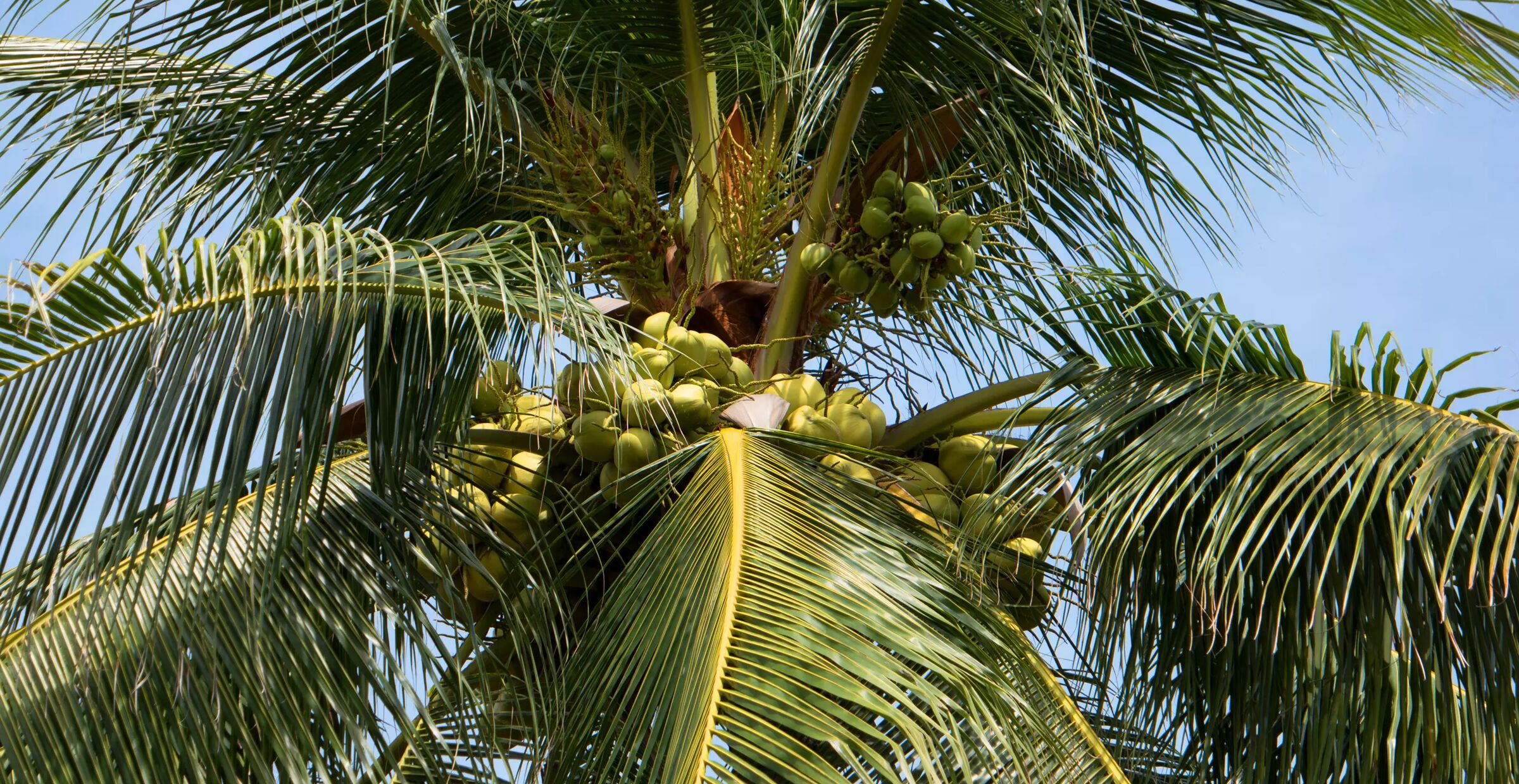 Charterreiser til Santa Úrsula, Tenerife